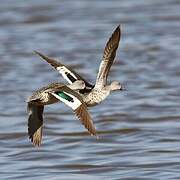 Cape Teal