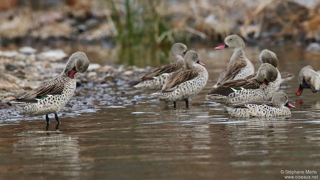 Cape Teal