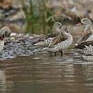 Canard du Cap
