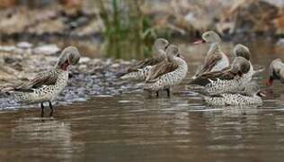 Cape Teal