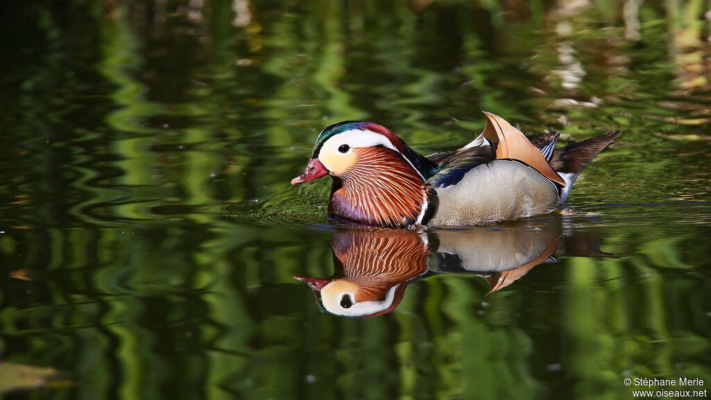 Canard mandarin mâle adulte