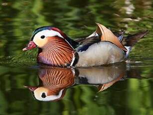 Canard mandarin