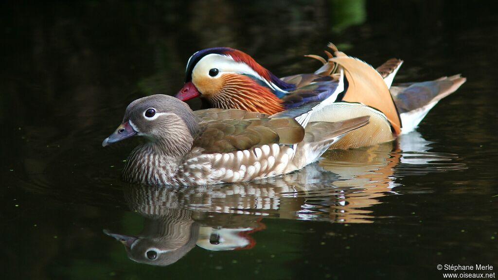 Canard mandarinadulte