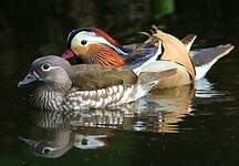 Canard mandarin