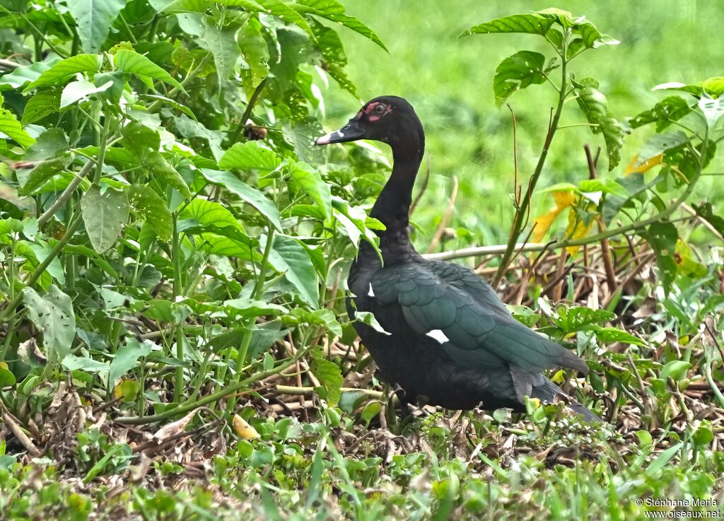 Canard musquéadulte