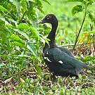 Canard musqué