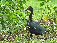 Muscovy Duck