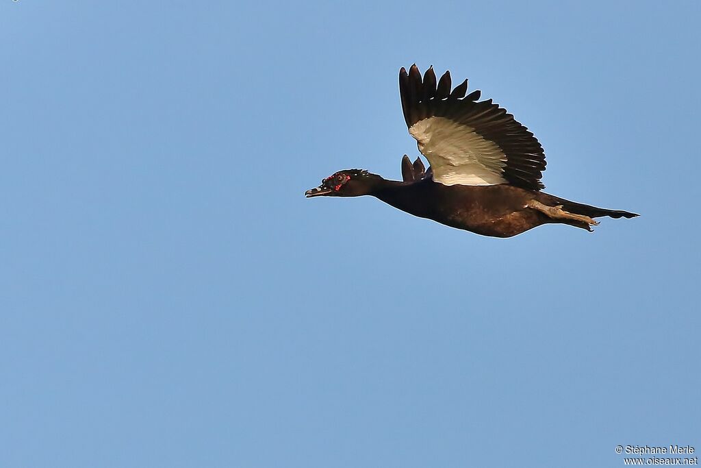 Canard musquéadulte