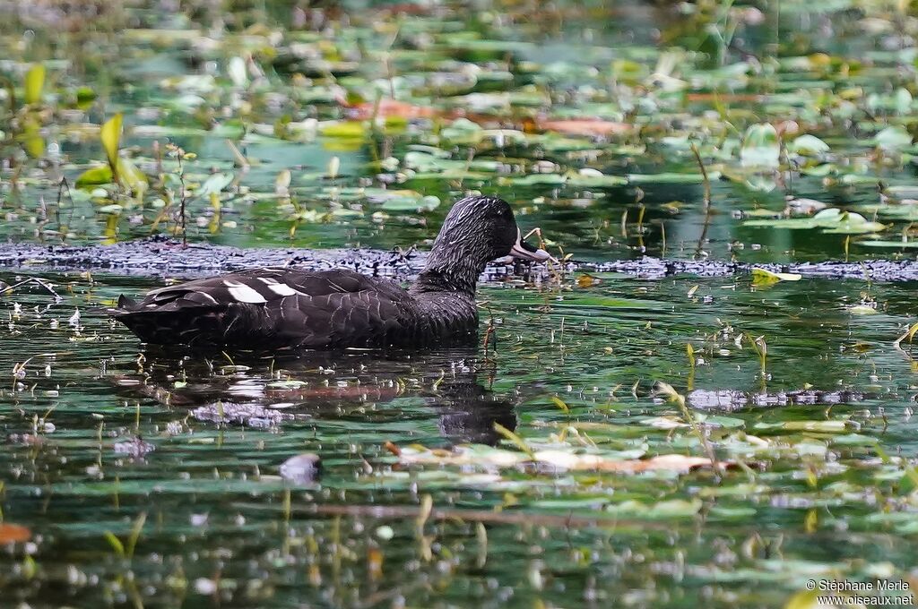 Canard noirâtre