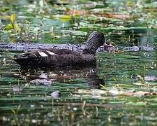 African Black Duck