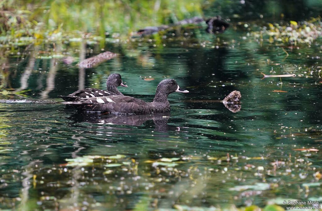 Canard noirâtreadulte