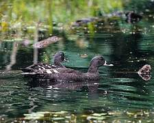 African Black Duck