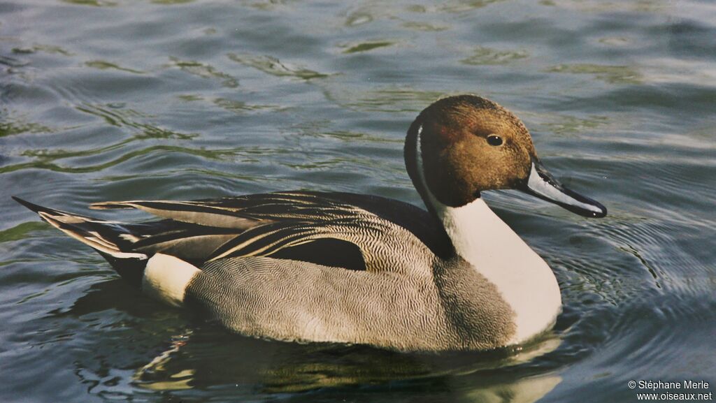 Canard pilet mâle adulte