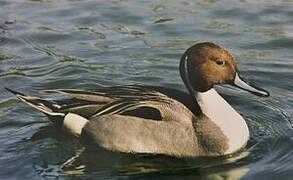 Northern Pintail