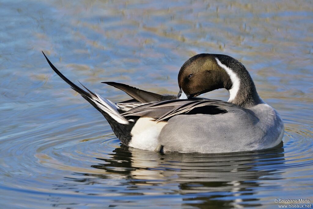 Northern Pintail male adult