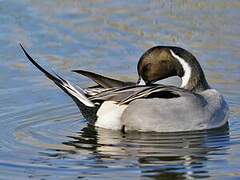 Northern Pintail