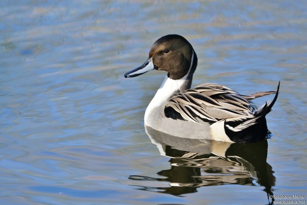 Canard pilet mâle adulte