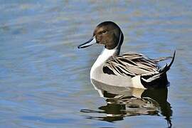 Northern Pintail