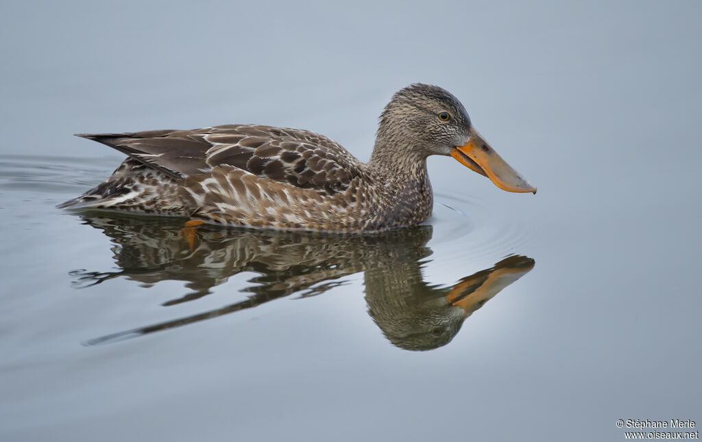 Canard souchet