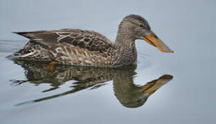 Canard souchet