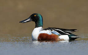 Northern Shoveler