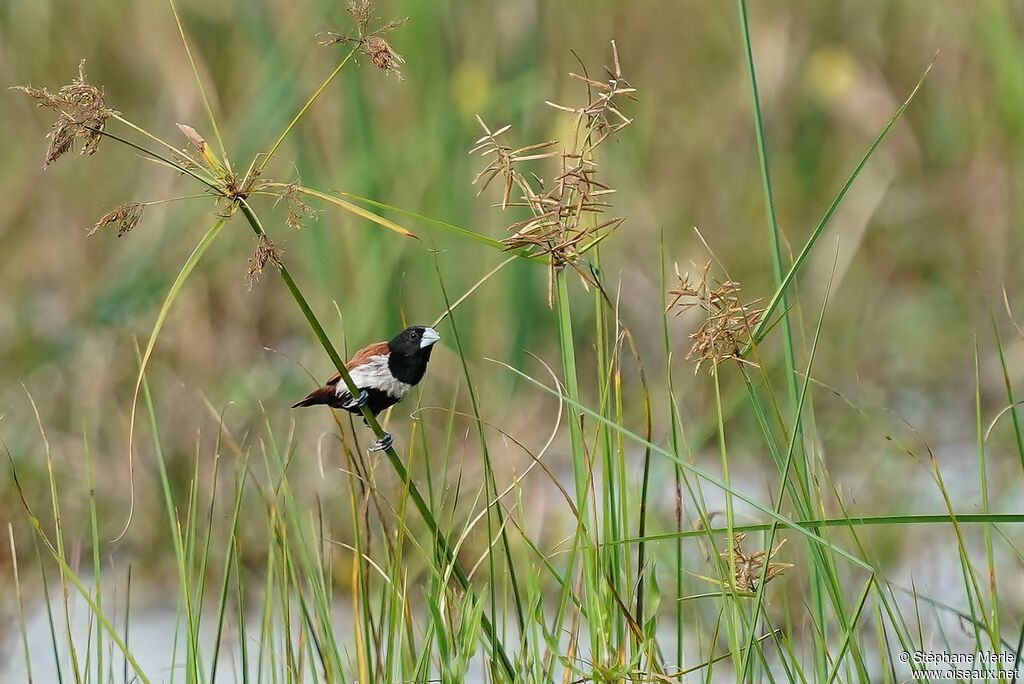 Tricolored Muniaadult