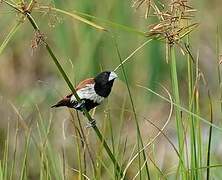 Tricolored Munia