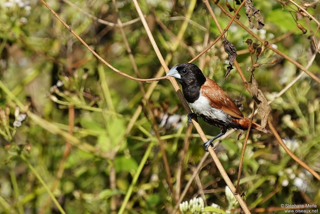 Tricolored Muniaadult