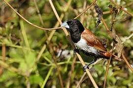 Tricolored Munia