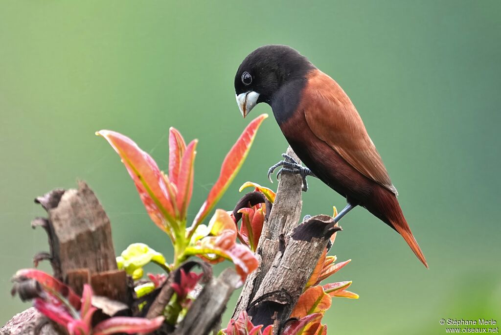 Capucin à tête noireadulte nuptial