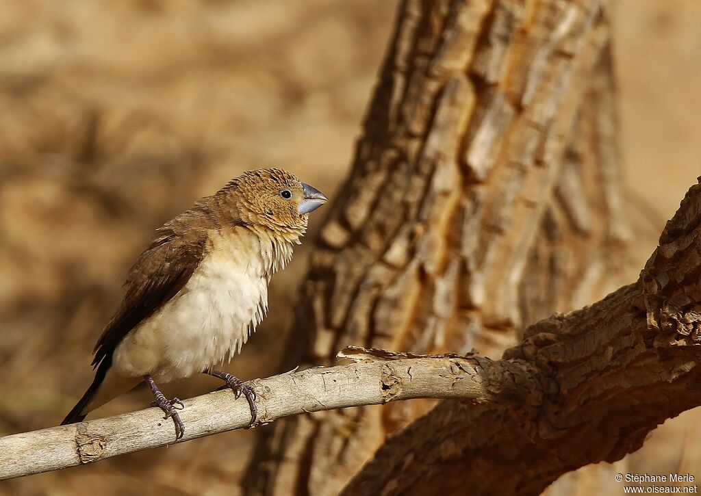 African Silverbilladult