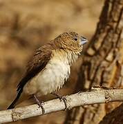 African Silverbill