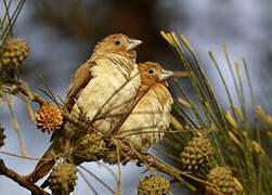 African Silverbill