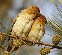 African Silverbill