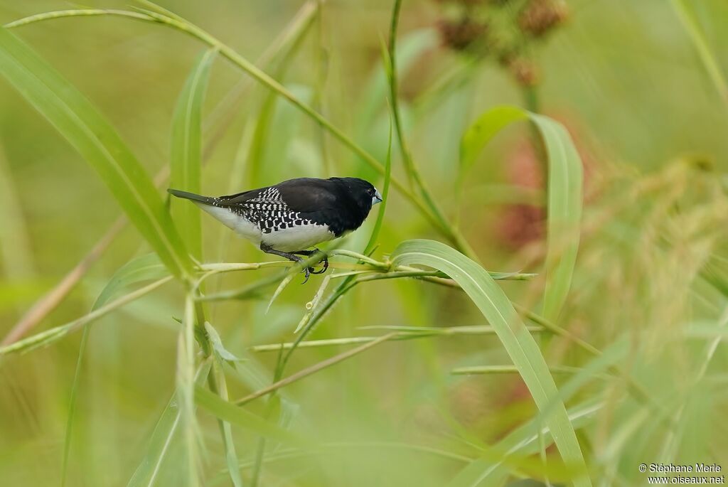 Black-and-white Mannikinadult