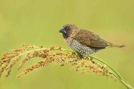 Scaly-breasted Munia