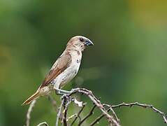 Scaly-breasted Munia