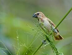 Scaly-breasted Munia