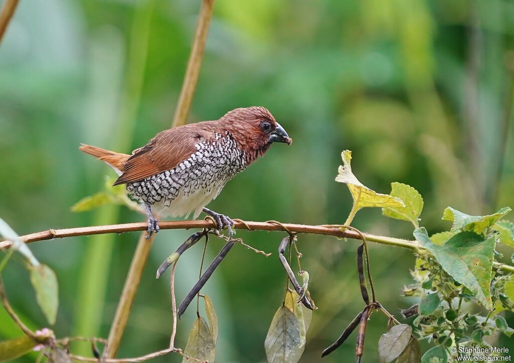 Scaly-breasted Muniaadult