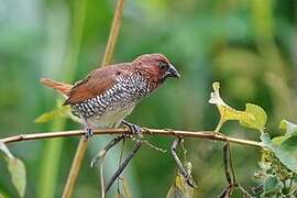 Scaly-breasted Munia