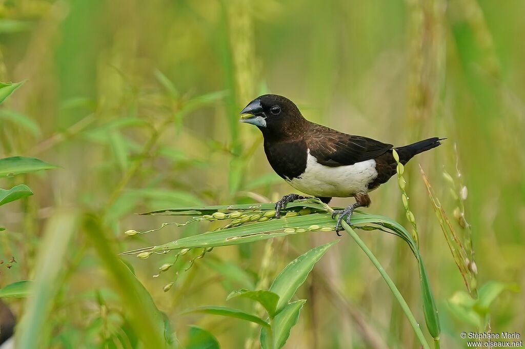 White-rumped Muniaadult