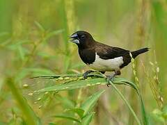 White-rumped Munia