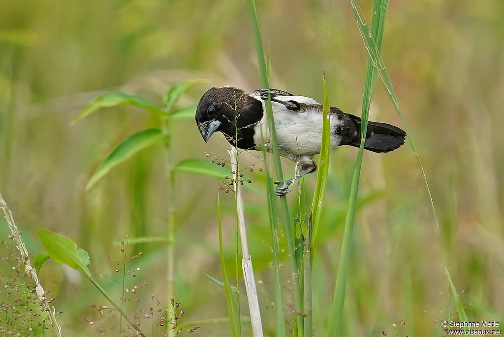 White-rumped Munia