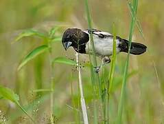 White-rumped Munia