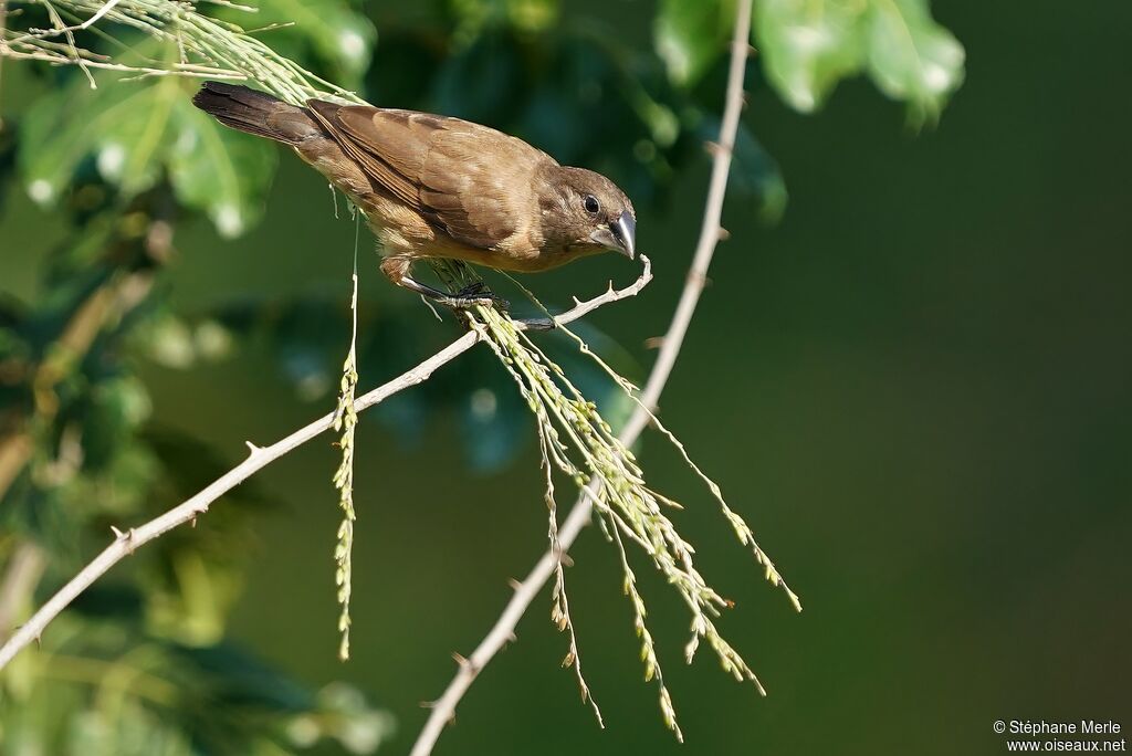 Capucin nonnetteimmature