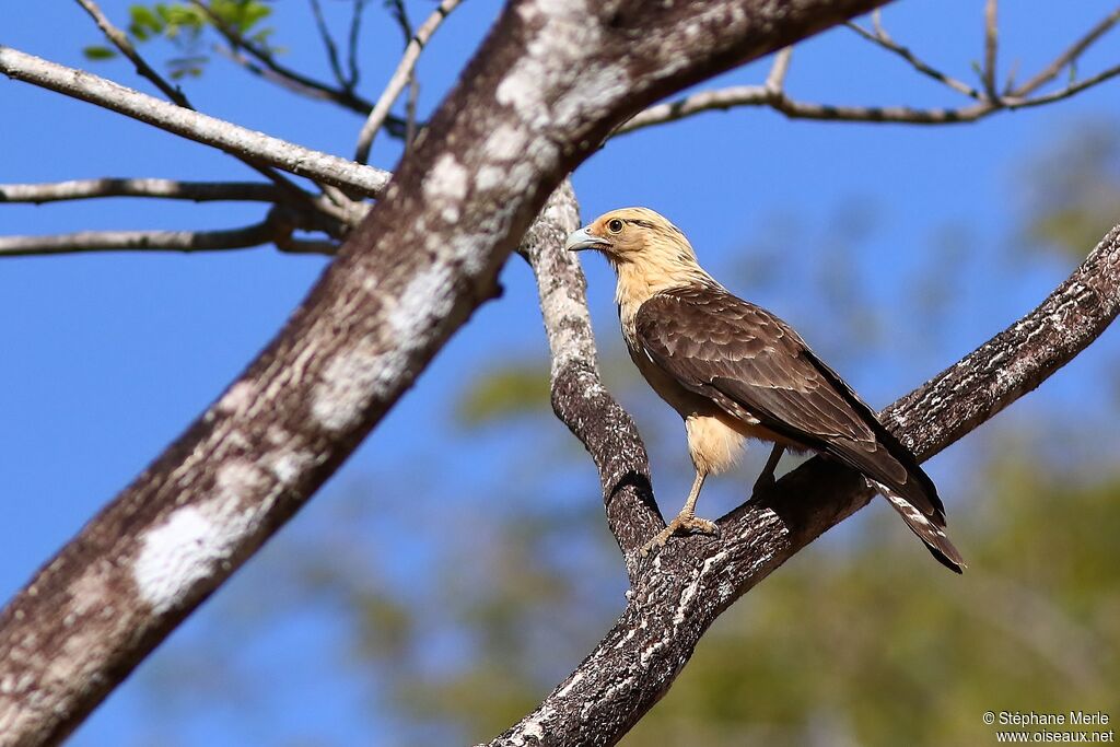 Caracara à tête jauneadulte