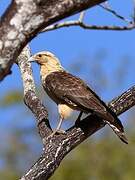 Caracara à tête jaune