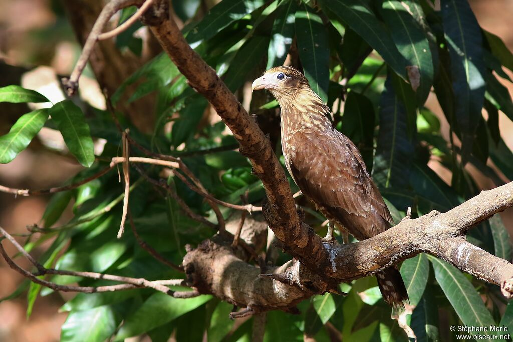 Caracara à tête jauneimmature