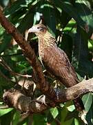 Caracara à tête jaune