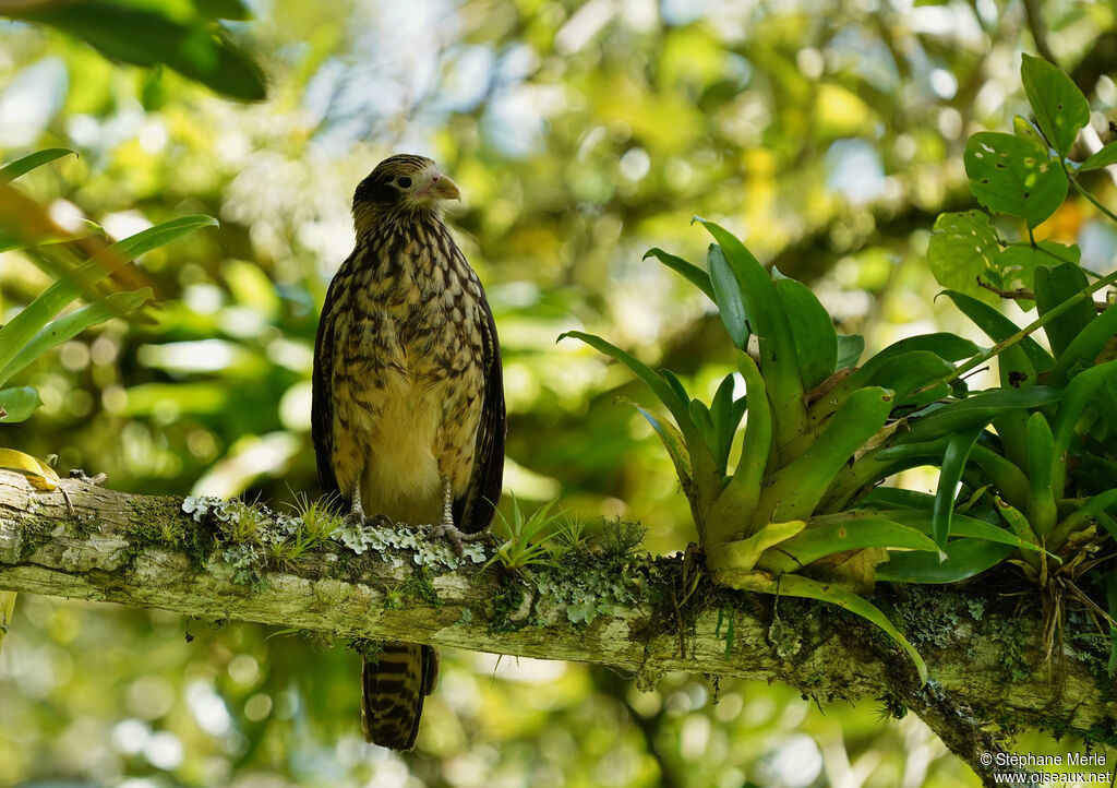 Caracara à tête jauneimmature